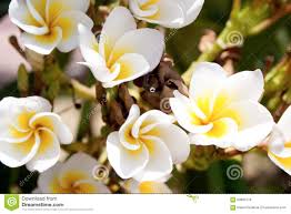 Non te colvin è il fioraio online dal design esclusivo per i tuoi fiori freschi. Fiori Bianchi Gialli