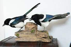 Taxidermy Magpies Taxidermy Taxidermy Mounts Animals
