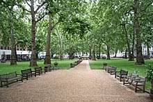 Sygdomme i london plane trees. Platanus Acerifolia Wikipedia