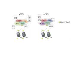 Role of PRC2-associated factor EPOP in mouse embryonic stem cells  differentiation and early development Paul Chammas