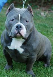 Pin By Kiks On American Bullies Pitbulls American Pitbull Puppies American Pitbull