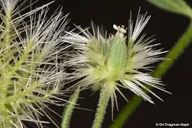 Image result for Silene abyssinica