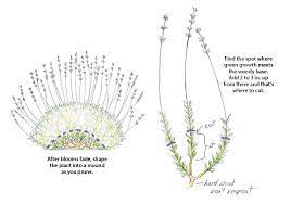 Don't remove more foliage than recommended above. How To Prune Lavender Garden Gate