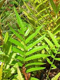 Image result for Menisorus pauciflorus