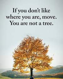Positive Energy On Instagram If You Don T Like Where You Are Move You Are Not A Tree Work Motivational Quotes Top Motivational Quotes Good Vibes Meaning