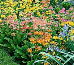 We did not find results for: North Hill Strain Primulas Sloped Garden White Flower Farm Beautiful Flowers Garden