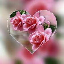 Roses Heart Beautiful Flowers Beautiful Roses Rose