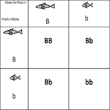 During the quiz end of quiz. Quiz Worksheet Monohybrid Cross Study Com