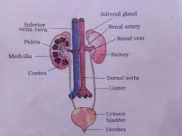 Urinary System Diagram How To Draw Labelled Diagram Of Urin System What Is Urinary System Youtube In 2021 Medical School Studying Paramedic School Drawings
