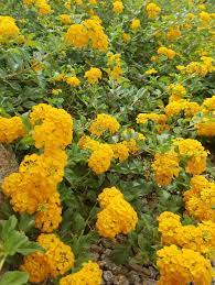 This Would Need To Be Containerized Lantana Species Lantana Zone 9 Size 6 1 Tall And 5 12 Wide Lantana Plants Garden