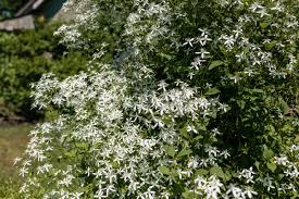 Maybe you would like to learn more about one of these? Sweet Autumn Clematis Plant Care Growing Guide