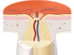 Prescription medicines for nerve pain. Optic Nerve Regeneration Glaucoma Research Foundation