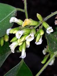 Image result for Dalbergia sissoo