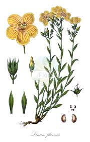 Image result for Linaceae