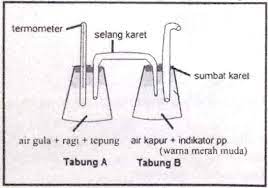 Penambahan air kapur bertujuan untuk menghilangkan kesadahan sementara dan. Perhatikan Rancangan Percobaan Fermentasi Berikut Santi Dan Sinta Merancanakan Percobaan Dengan Menggunakan 2 Buah Gelas Kimia Sumbat Karet Selang Karet Air Gula Air Kapur Fenolftalin 10 Gam Tepung Terigu 2 Gram Ragi