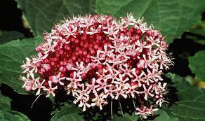 They overlook a wide range of exciting flowering shrubs with fragrant flowers. Six Of The Best Late Flowering Shrubs Express Co Uk