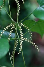 Image result for Dioscorea cayenensis