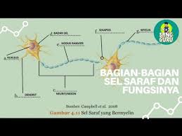 Esai/essay/uraian ipa kelas 8 (viii) smp halaman 112 semester 2 k13. Rangkuman Ipa Bagian Bagian Sel Saraf Dan Fungsinya Youtube