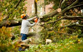Cheap Tree Removal Service: The Ultimate Guide - Lacy Schools