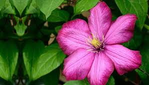 La dipladenia, meglio conosciuta come mandevilla è una pianta ornamentale sempreverde. Clematide Rampicante Sempreverde Dalla Straordinaria Fioritura Eurogiardinaggio