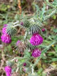 Image result for Carduus