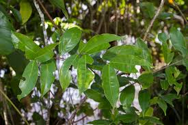 Image result for Malouetia