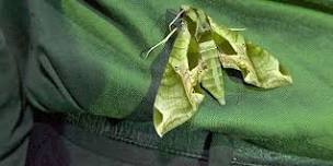Moth Night 2026, in Taconic State Park