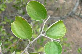 Image result for Ziziphus mauritiana
