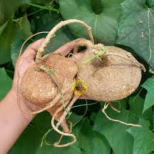 Image result for Corallocarpus epigaeus