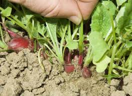 Eclaircissage Du Radis En 2020 Radis Astuce Jardinage Radis Noir