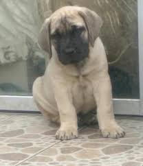 Southafricanlisted.com has classifieds in cape town, western cape for pets and animals Boerboel Pups For Sale R4000 Durban Boerboel Puppies Dog Breeders Gallery 94202