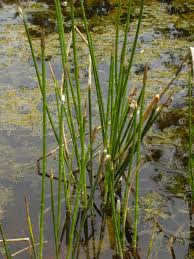 Image result for Eleocharis retroflexa