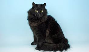 Shop for all of your pet needs at chewy's online pet store. Norwegian Forest Cat Breed Information