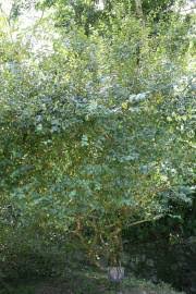 Image result for Eugenia capensis