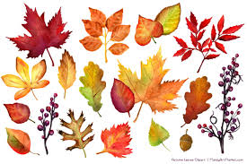 Free cliparts that you can download to you computer and use in your designs. Watercolor Autumn Leaves Branches Clipart By Amanda Ilkov Thehungryjpeg Com