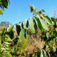 Image result for Xylopia odoratissima