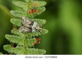 Image result for Cryphia algae