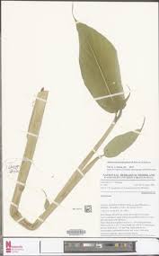 Image result for Aframomum polyanthum