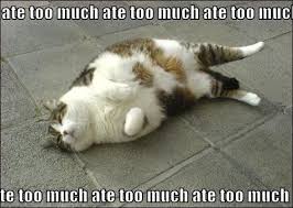 Ate Too Much Jpg 501 357 Funny Animal Memes Funny Animals Cat And Dog Memes