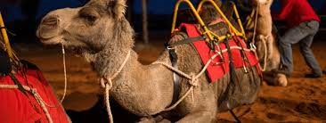I have head that there is a travel agency called badanjilin travel that can arrange camels to the closest oasis if i find out any more, i'll let you know! Posts Erldunda Roadhouse
