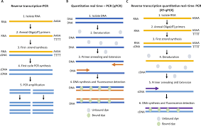 Pcr was developed by kary mullis in 1980s. Schematic Comparing Rt Pcr Qpcr And Rt Qpcr A Rt Pcr Workflow Rna Download Scientific Diagram