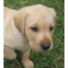 Golden retriever pup//soon contacts us##12,,2,,, (gsp > greenville) hide this posting restore restore this posting. Craigslist Pets Alabama Mobile