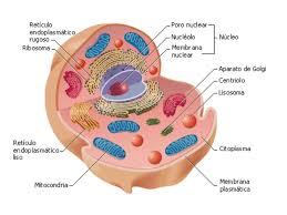 Estructura Celular – biologia