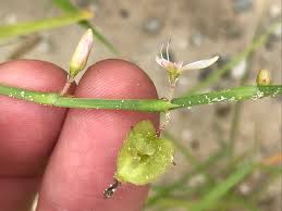 Image result for Oxygonum delagoense