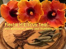 …i love hibiscus, i was familiarized with hibiscus flavored iced teas from a bottle or from restaraunts and was curious about trying something for at home. Fiesta Hibiscus For Beauty With Benefits Gardensall
