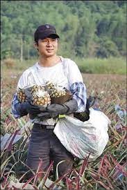 66年次的鳳梨王子郭智偉種出一片天 他的金鑽鳳梨現在也成為家樂福嚴選商品合作對象 consumers