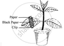 What Is The Source Of Molecular Oxygen Which Is Formed And Released During  The Photosynthesis Process? - Quora