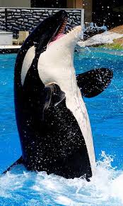 Maybe you would like to learn more about one of these? Killer Whale Wallpaper For Android Apk Download