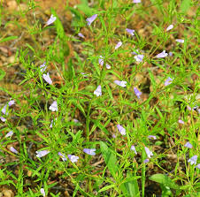 Image result for Clinopodium