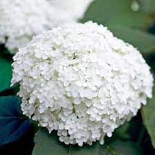 786c855e7f6c2ce532aa7ffe12fc727a Jpg 550 550 Pixels Types Of White Flowers Shade Flowers Annabelle Hydrangea